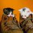 CWUbootsncats's profile image