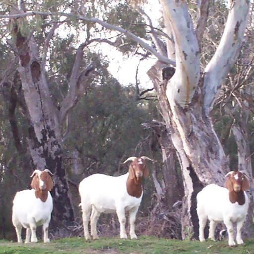 gourmetgoat's profile picture. Breeding Boar Goats~naturally~for your plate