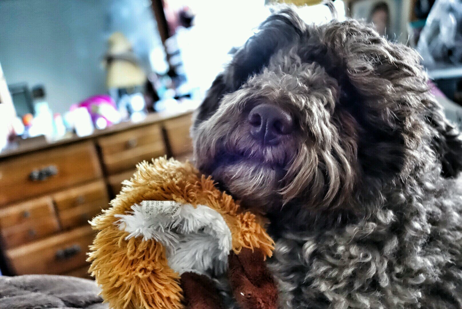 xChocoBear's profile picture. 