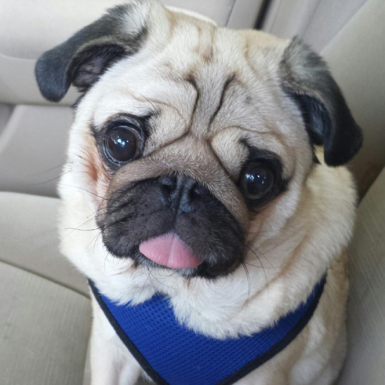 i am pug.