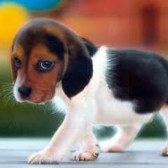 Bringing you the worlds cutest animals!!
