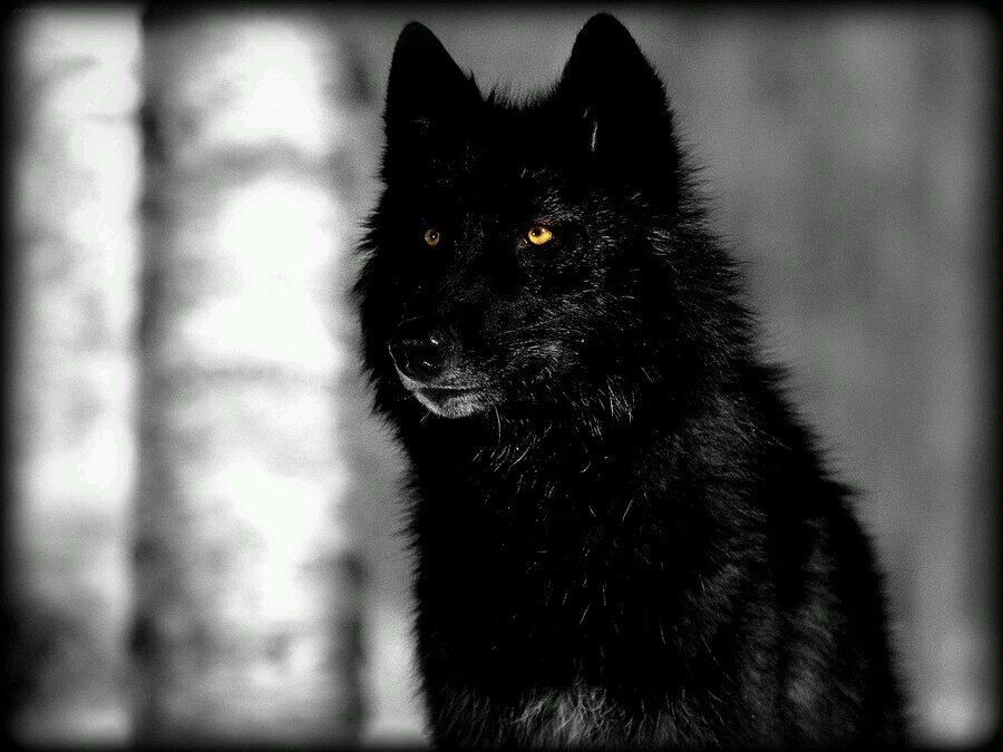 A Black wolf with Yellow eyes. (Pack: None) (Mate: @Soul_wolf1) (Theme song: Your gonna go far, kid) #Male #Taken