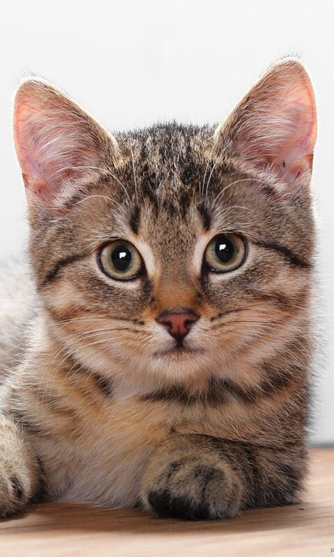 😻