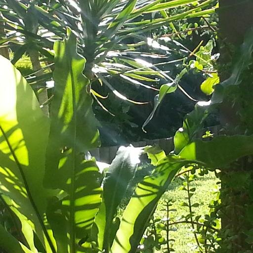 Life_Aspiration's profile picture. Inspirational quotes; nature, home & garden; life's wisdom, Technology & Business.