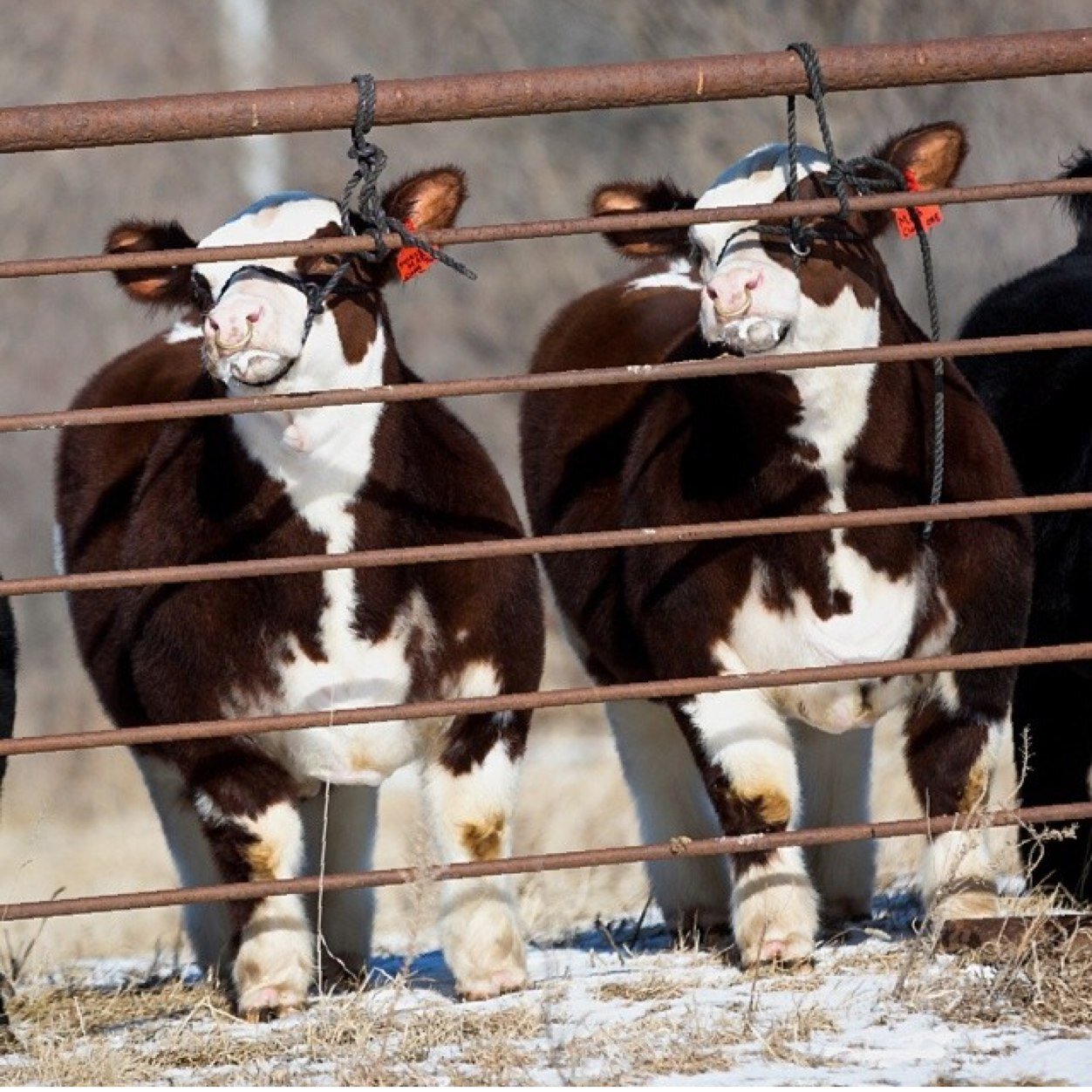 Showing_101's profile picture. 