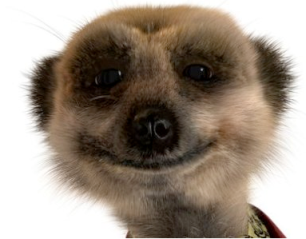 meerkat_fanclub's profile picture. Meerkat Fanclub