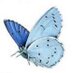Bewoners Commissie (@bcblauwtjes) Twitter profile photo