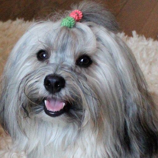 Born 9/16/12 & lucky to spend the 1st month of my life with @CosmoHavanese.  In a short time, he taught me all he knows. Run free my brofur. @ToDogWithLove