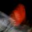 Mason_Hawaii's profile image