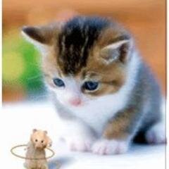 irfanhalali's profile picture. 