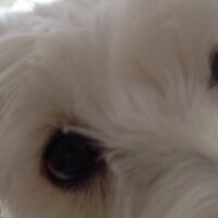 chauuuuuu (@viprudent) 's Twitter Profile
