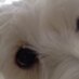 chauuuuuu (@viprudent) Twitter profile photo