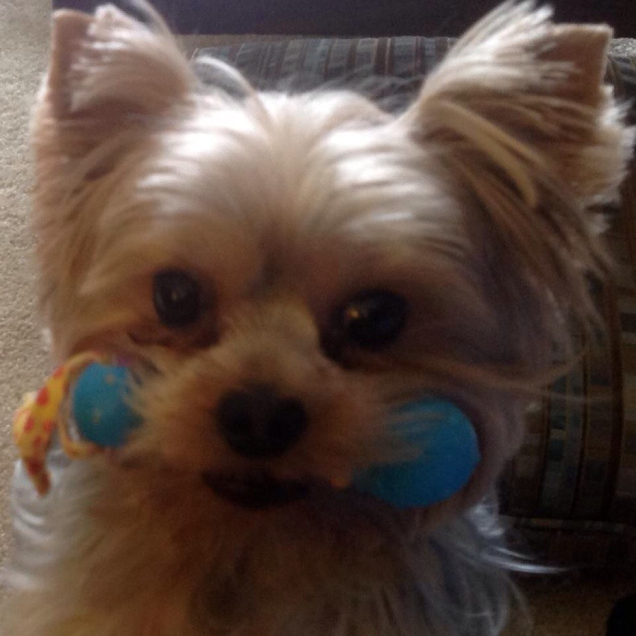 Wingnut_65's profile picture. 