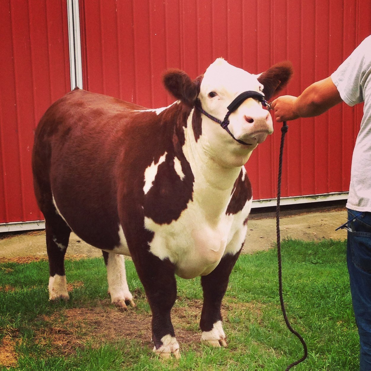 Cowpusher's profile picture. 