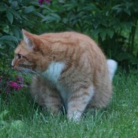 Рыжий, ленивый (@catradio) 's Twitter Profile