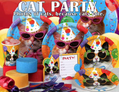 PHOTOS OF CATS, BECAUSE CATS RULE