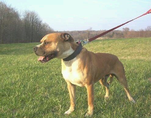 Working dogs. Weight pull for dogs. harnesses, training and Banter Bulldogge Kennel