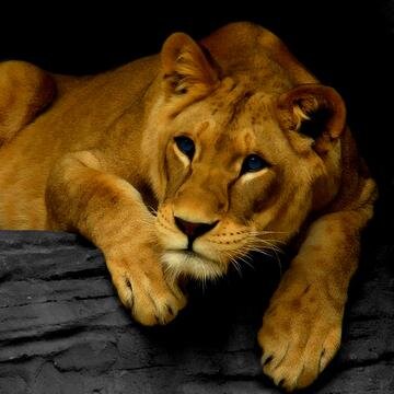 WifeOfAslan's profile picture. i am Alisa , wife of @WisdomOfAslan_ and i am Royal and friends with the pevenise  ||Narnia oc||AU|| #Taken