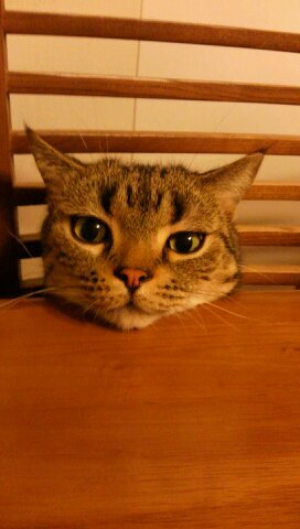choco121 Profile Picture