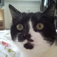 lucy_katze (@lucy_katze) Twitter profile photo