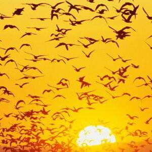 msharkawee's profile picture. 