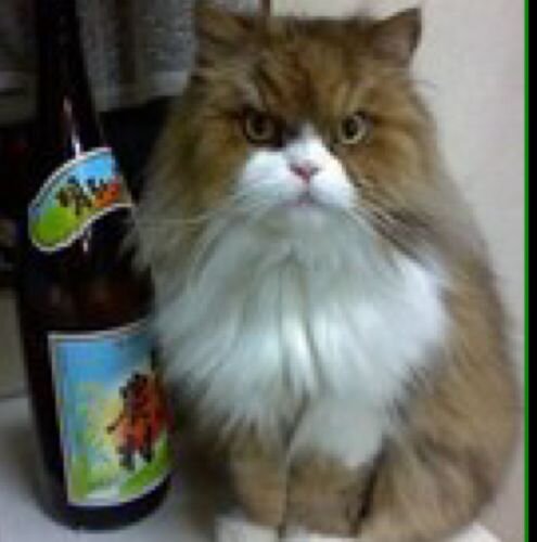 yoidoreyui's profile picture. 人、言葉、酒、食、音……縦に酔い横に酔う。1978.9 昭和53.4式、早生まれ。