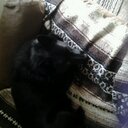 Helene  Springer - @grandmas5 - Twitter