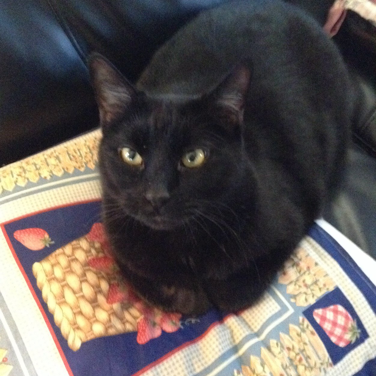 nickstwitre's profile picture. 