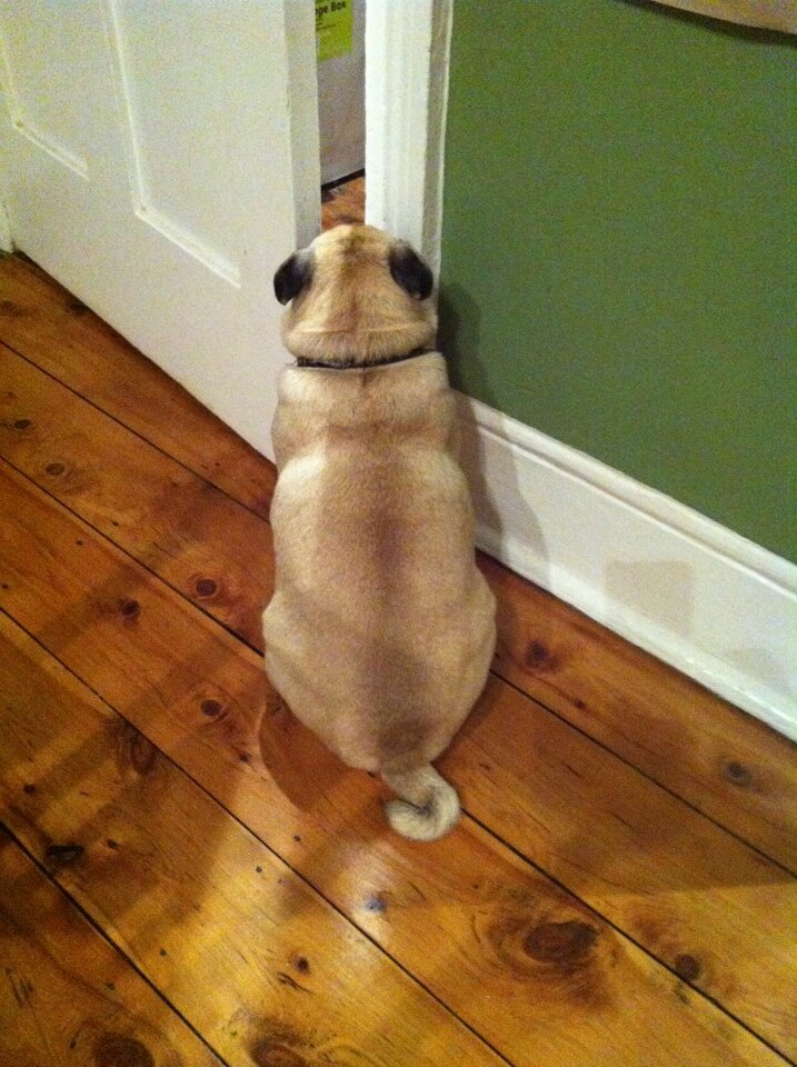 Greedy pug. Writer/Producer/ Show-runner. Best known for The Lost Flowers of Alice Hart, The Messenger, Lambs of God and creator/writer of Love Child,