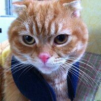 38O (@38optimus) 's Twitter Profile