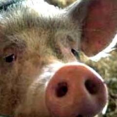 RdAReseau's profile picture. Réseau associatif privé ouvert aux adhérents RdA. Contactez le webmaster pour être inscrit.