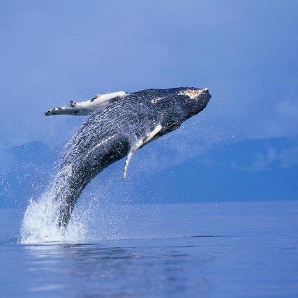 http://t.co/RvntKqEmo2 on whale