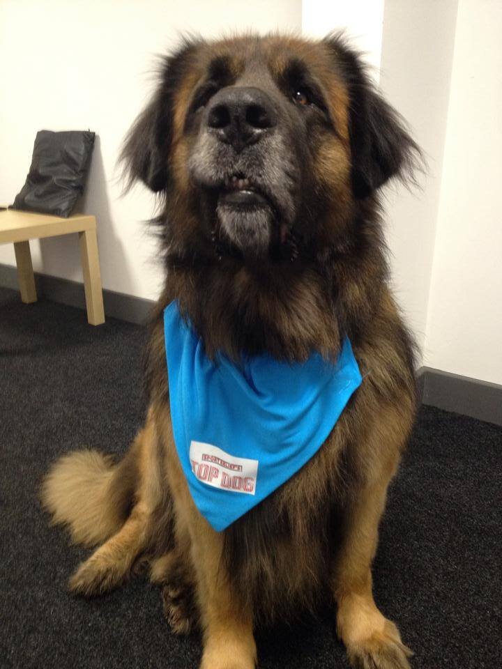 Sports Relief Top Dog star, loves water, walks, agility, showing, carting and cuddles. Chief treat taster for DogsLive at the Hop Farm 21st & 22nd June 2014