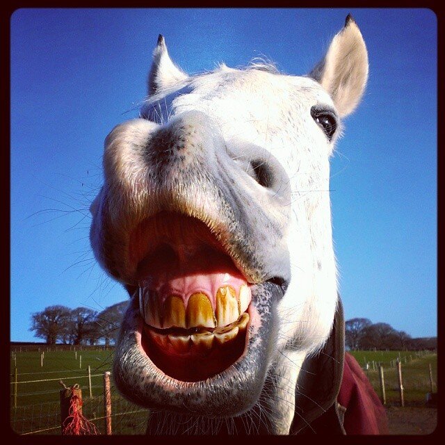 RespectfulOwner's profile picture. Horse owning blogger who believes that thinking like your horse can really make a difference! http://t.co/8iGJtSGE4A