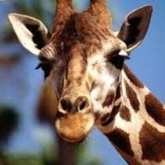 Hola, soy la jirafa sensual. Seguime y te seguire.