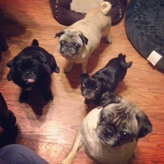 Three pugs adopted by @sgoldstein and @sammiwithaneye. These are their stories.