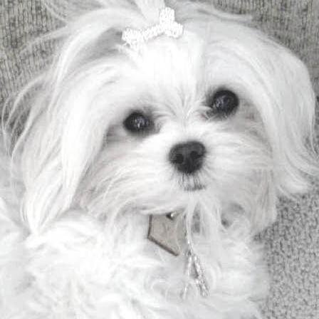 Maltese through the years have been gifts for royalty, lap companions, and comforters, and sought after for their owners’ pleasure and amusement.