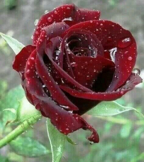 RamlaNaseer's profile picture. اللهم صل على محمد وال محمد