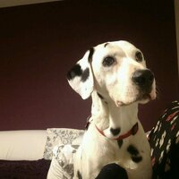 Colin Sharp (@colinpsharp) 's Twitter Profile