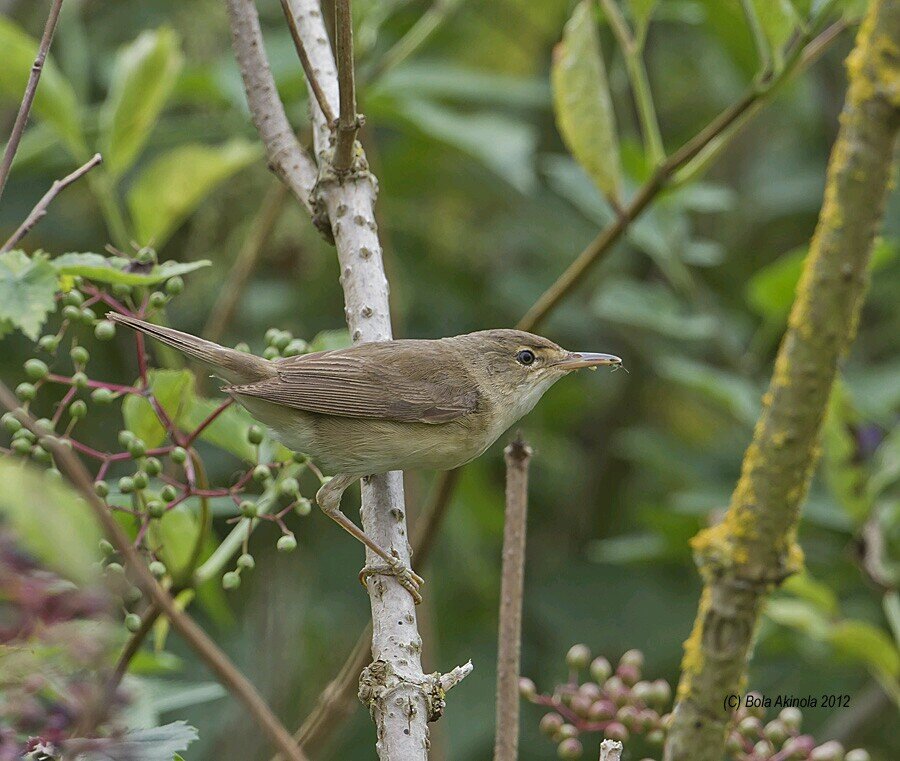 All things birds, around one of the last undeveloped sites along the south coast. lobas@btinternet.com