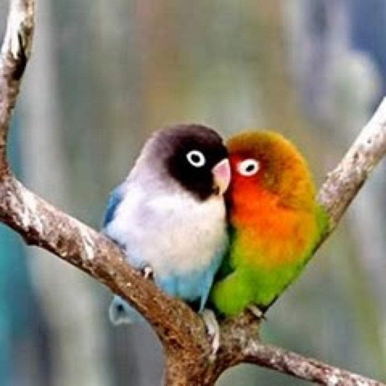 DanielPsic1's profile picture. 