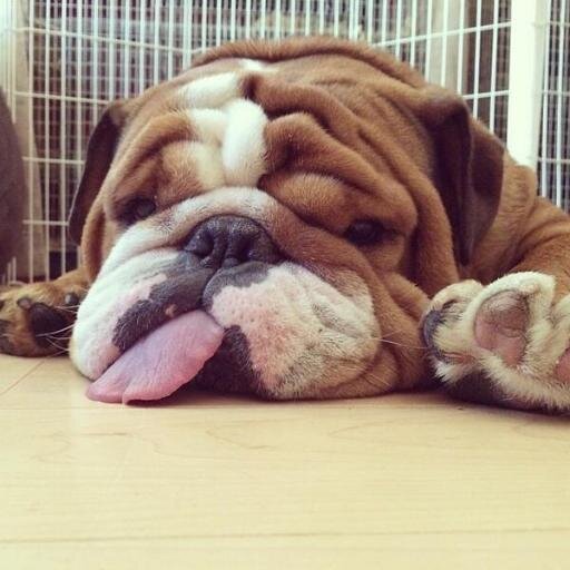 BryantBullplop's profile picture. anti-social extrovert