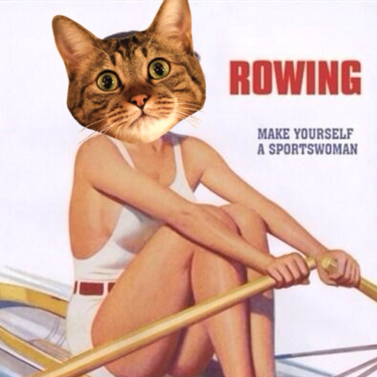 Cats and rowing. How much better can it get?