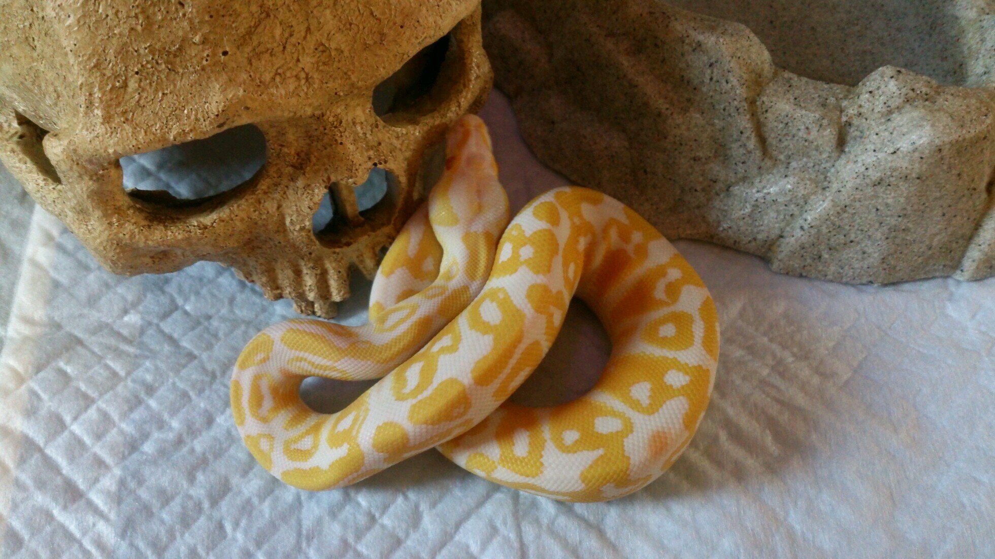 ボールパイソンを飼ってて思う日常のあるあるとかツイートしてきます！特にボールネタをツイートしますが時折他ヘビも。botとは名ばかりの人力アカウントですがフォロー宜しくお願いします。