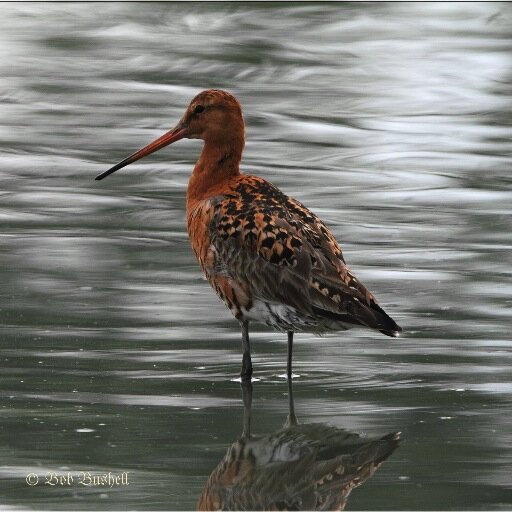 BushellBob's profile picture. Forest of Dean