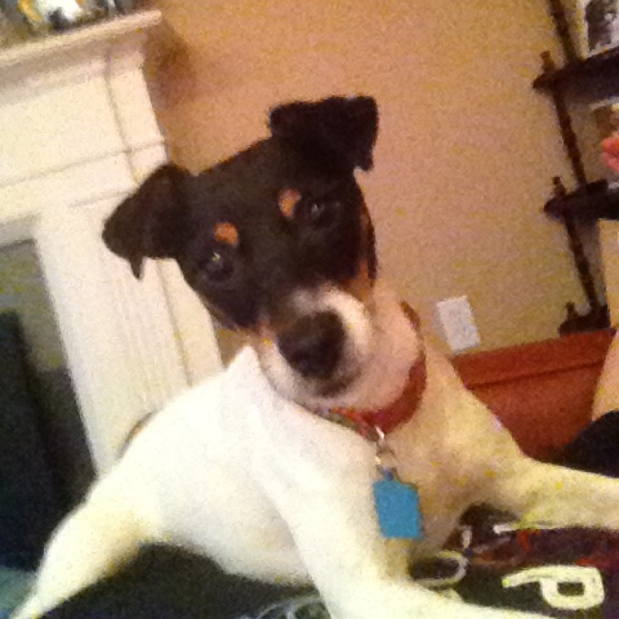 DaveShapdog's profile picture. 