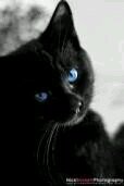 Hi! Small Black cat with blue eyes. (Clan PowerClan) (Mate Clovertail) (Rank Warrior) (Mood Happy,In love)
