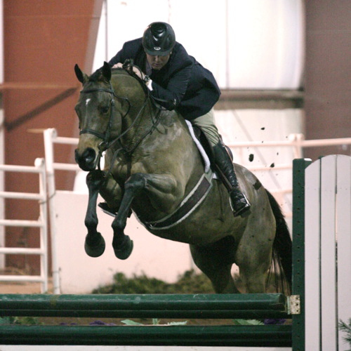 arbyarbitration's profile picture. love my horse and all animals!