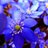 bel_violeta's profile image