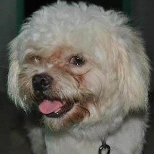 Hi I'm Kier. Animal keeper and obviously dog lover. That little guy over there? That's Poochi. Say hi!